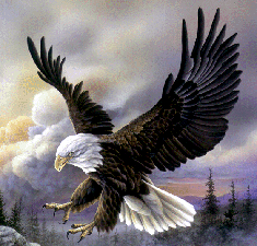 eagle800
